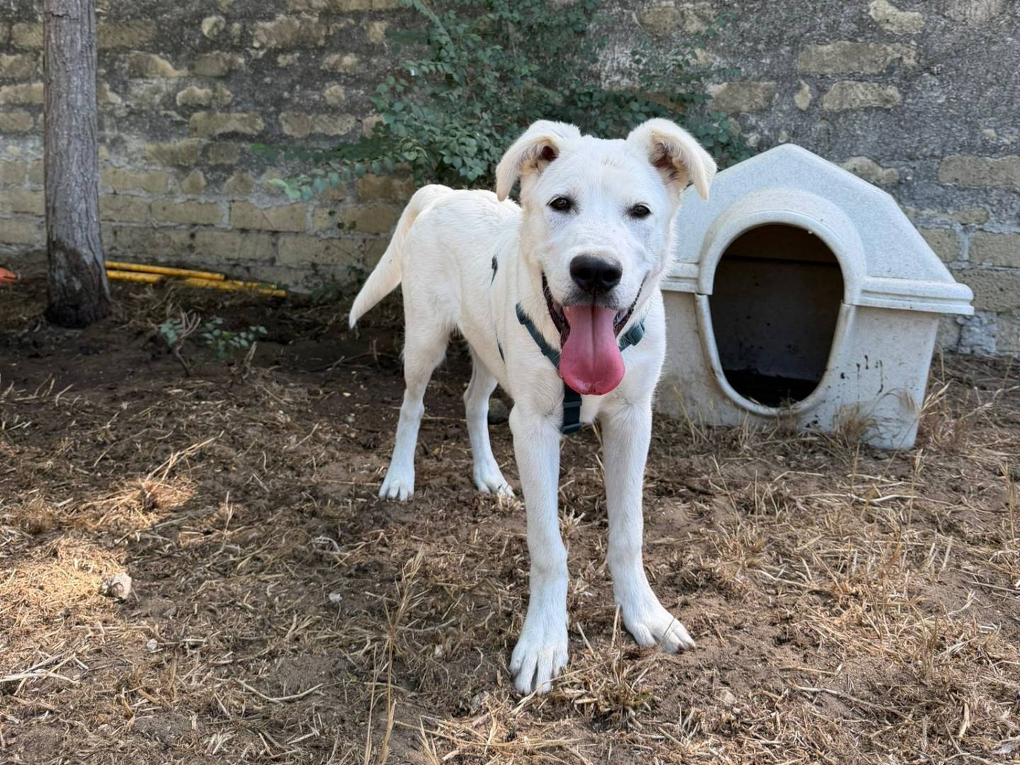 Adozione cane, maschio, Labrador Retriever Razza sconosciuta, 5 mesi, taglia grande, Caserta