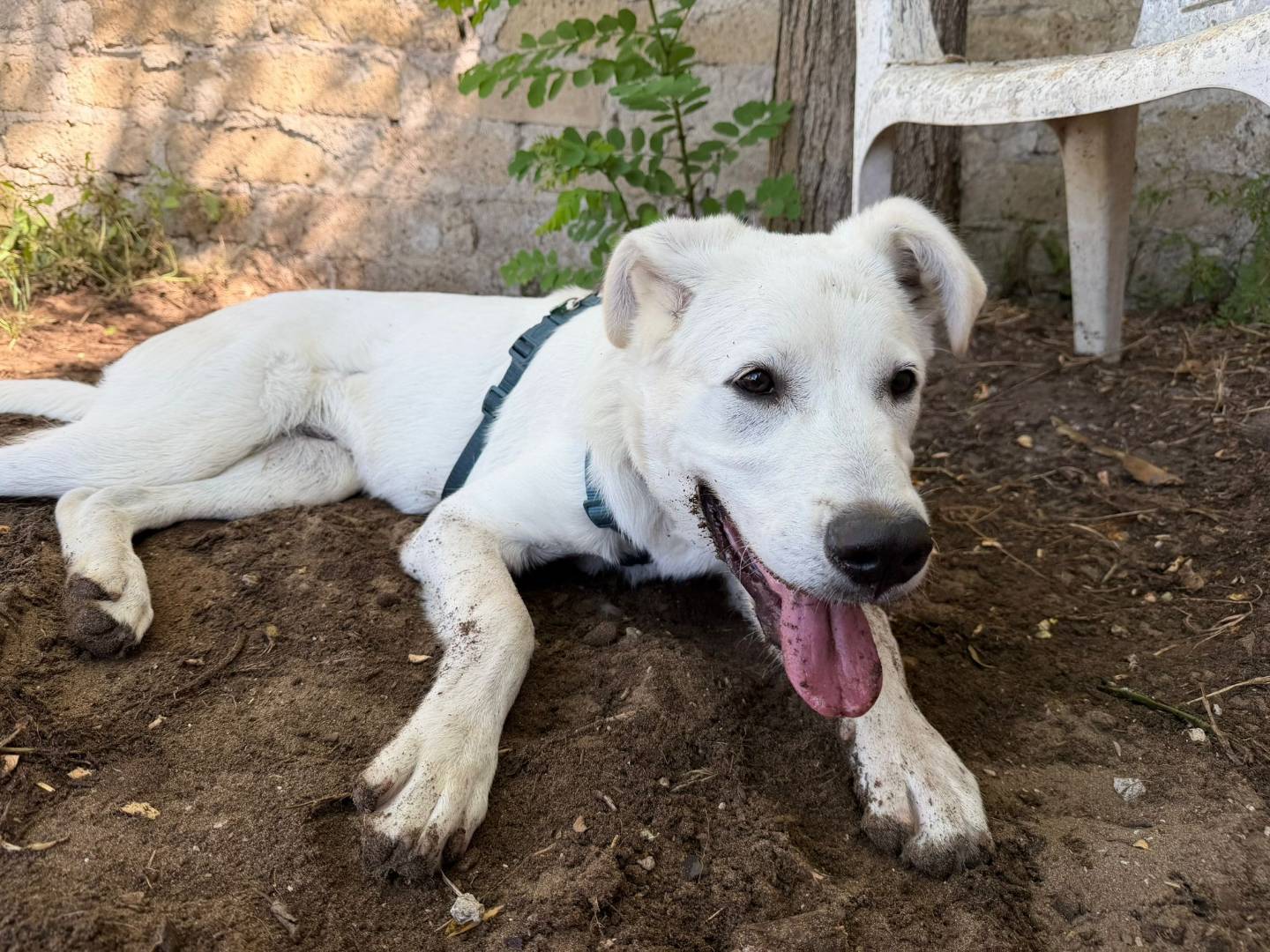 Adotta un cane, maschio, 5 mesi, Caserta