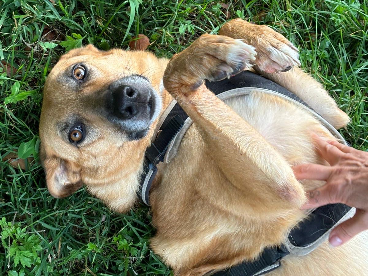 Adozione cane, maschio, Razza sconosciuta Razza sconosciuta, 7 anni e 2 mesi, taglia media, Milano