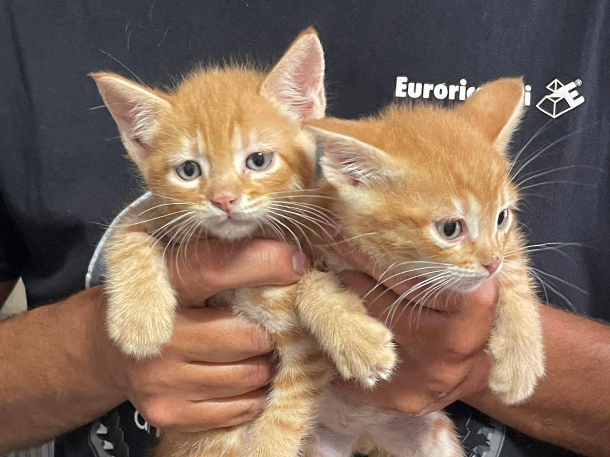 Adozione gatto, maschio, Razza sconosciuta Razza sconosciuta, 2 mesi, taglia non valida, Varese