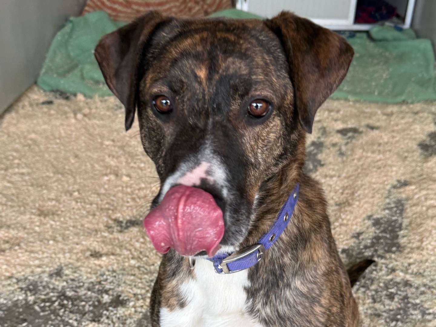 Adozione cane, maschio, Razza sconosciuta Razza sconosciuta, 6 anni e 6 mesi, taglia grande, Milano