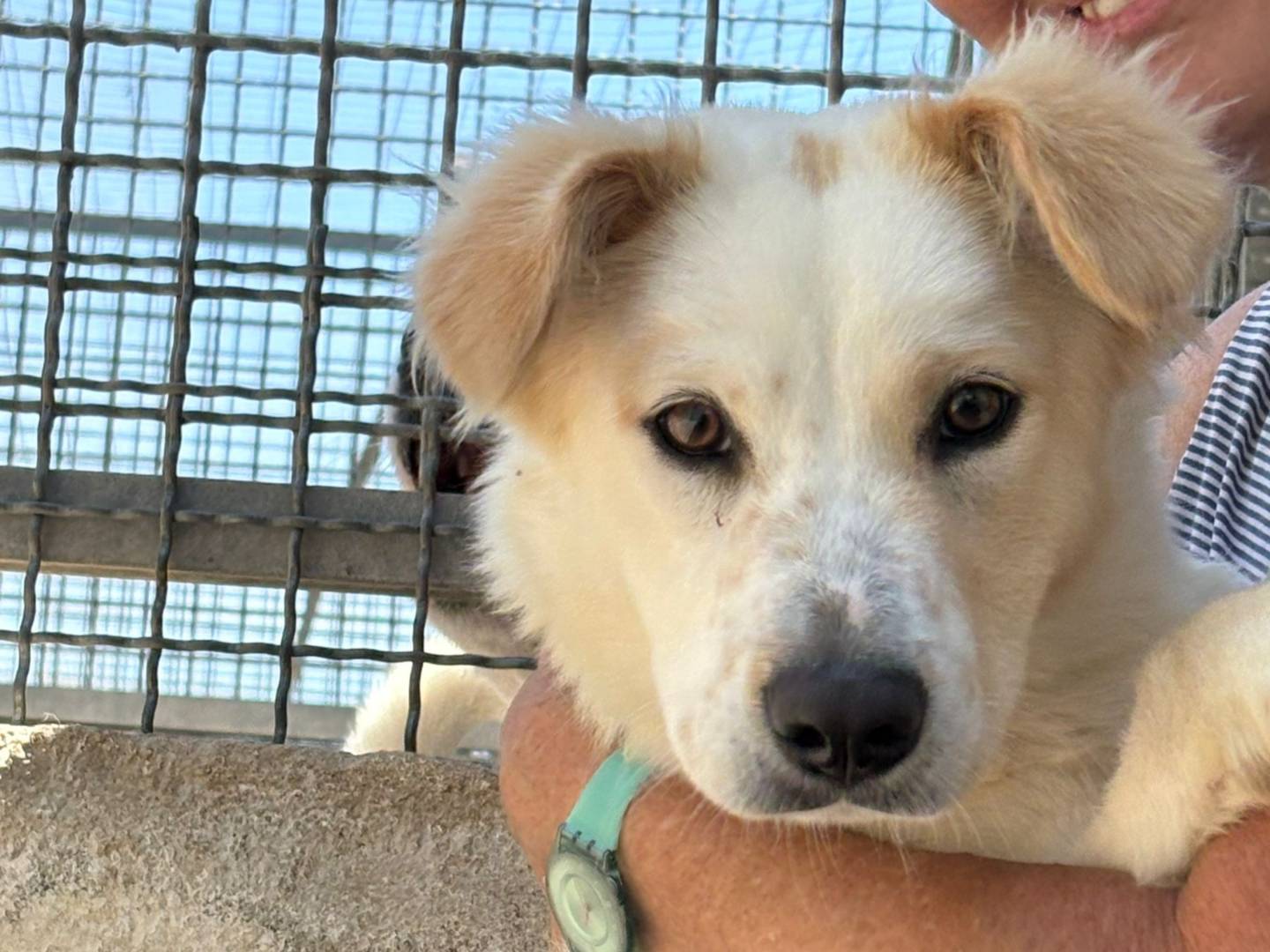 Adozione cane, femmina, Jack Russell Terrier Razza sconosciuta, 7 mesi, taglia media contenuta, Caserta