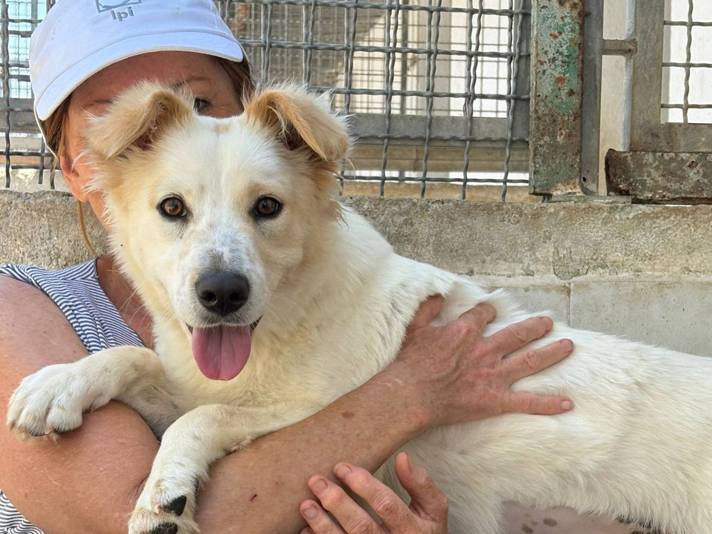 Adotta un cane, taglia media contenuta, femmina, Caserta