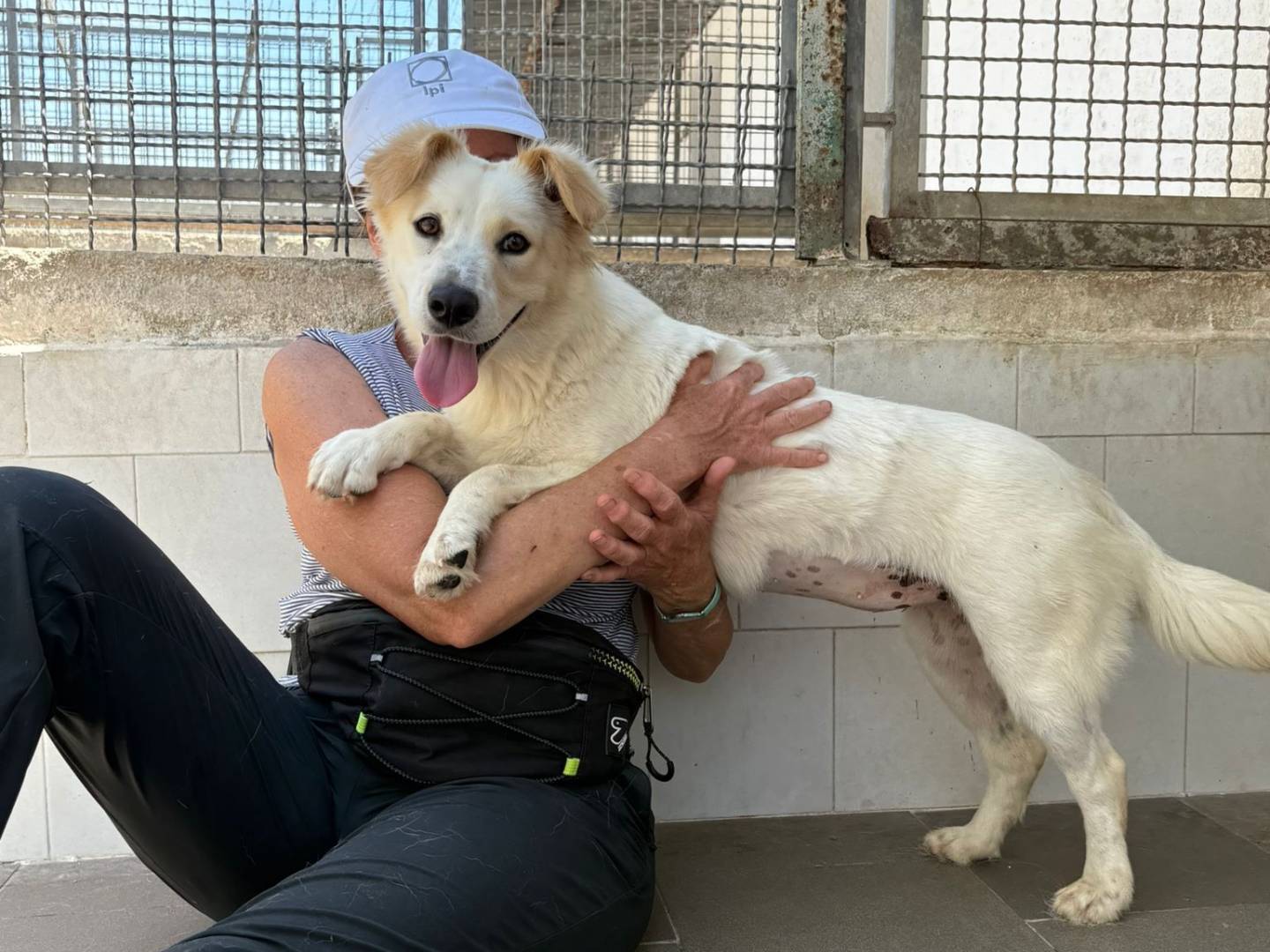 Adotta il cane GRETA a Caserta