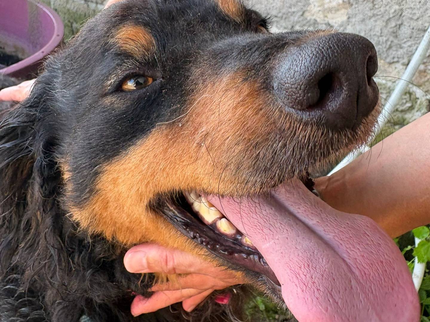 Vuoi adottare un cane a Caserta?