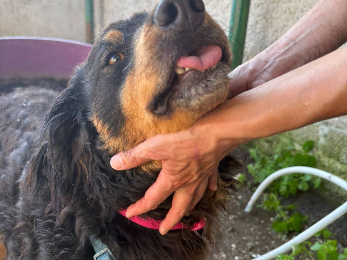 Adotta il cane TYSON SMALL a Caserta