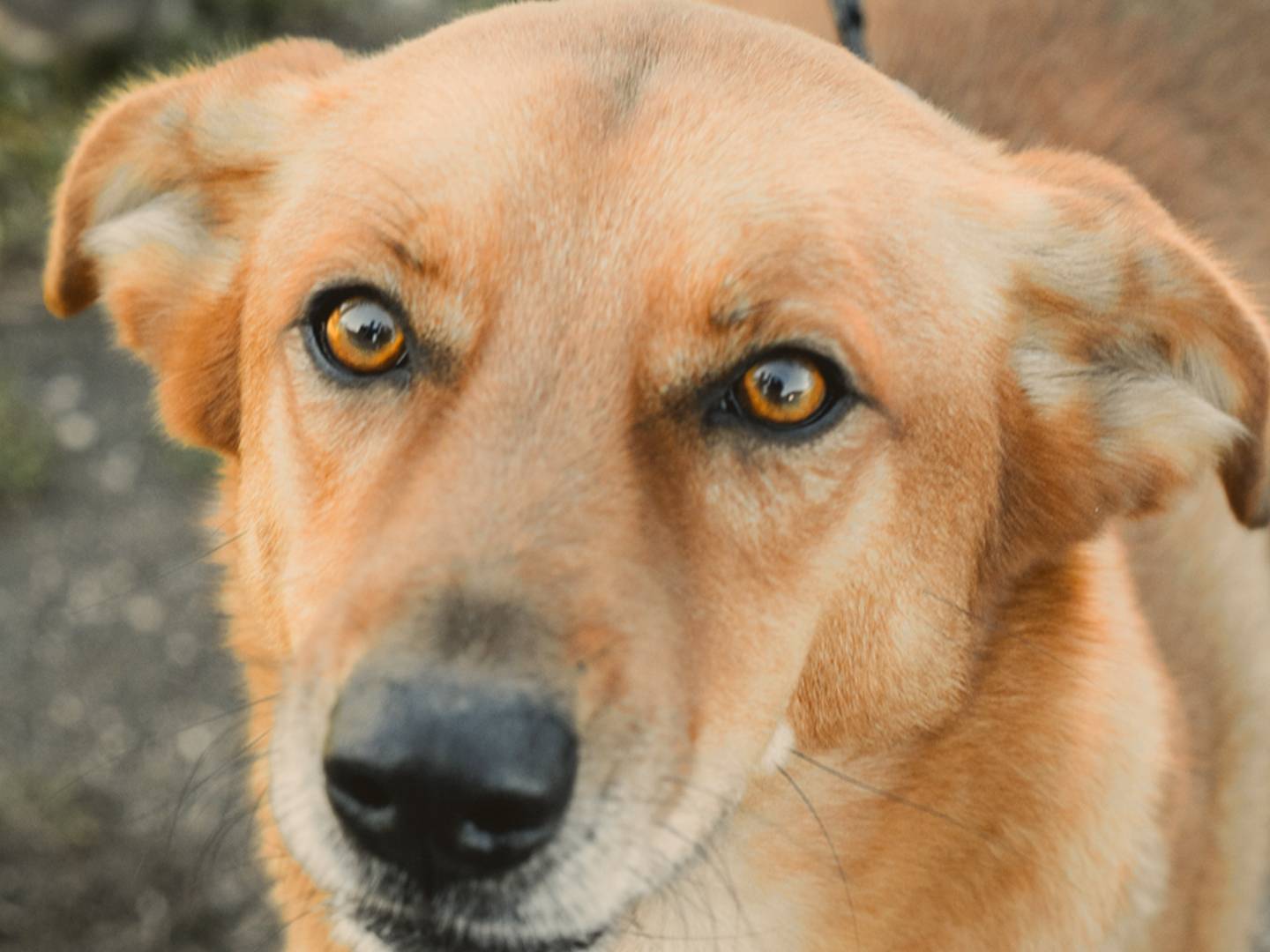 Adozione cane, maschio, Razza sconosciuta Razza sconosciuta, 4 anni e 10 mesi, taglia media, Caserta