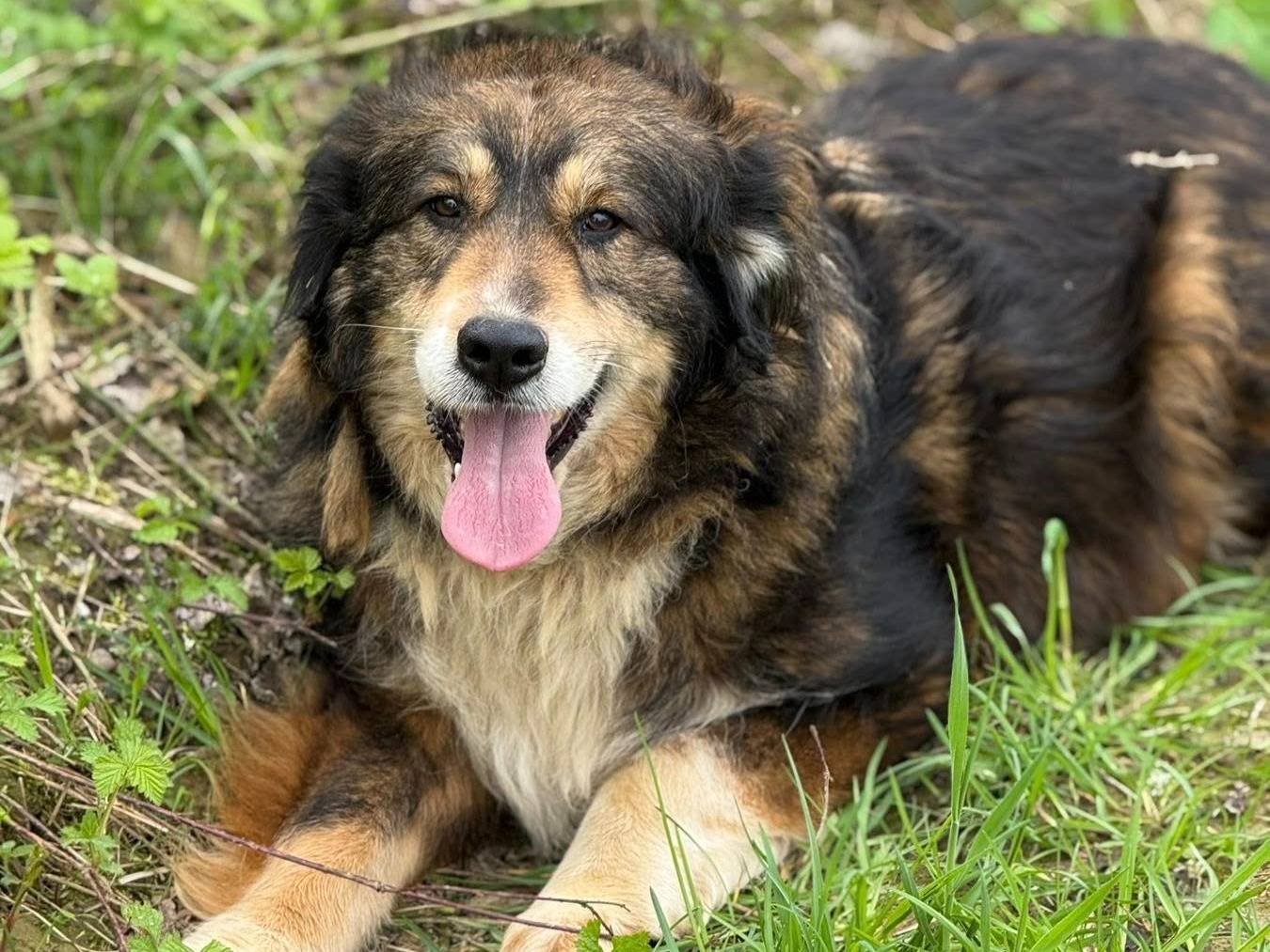 Adozione cane, femmina, Razza sconosciuta Razza sconosciuta, 4 anni, taglia media, Firenze