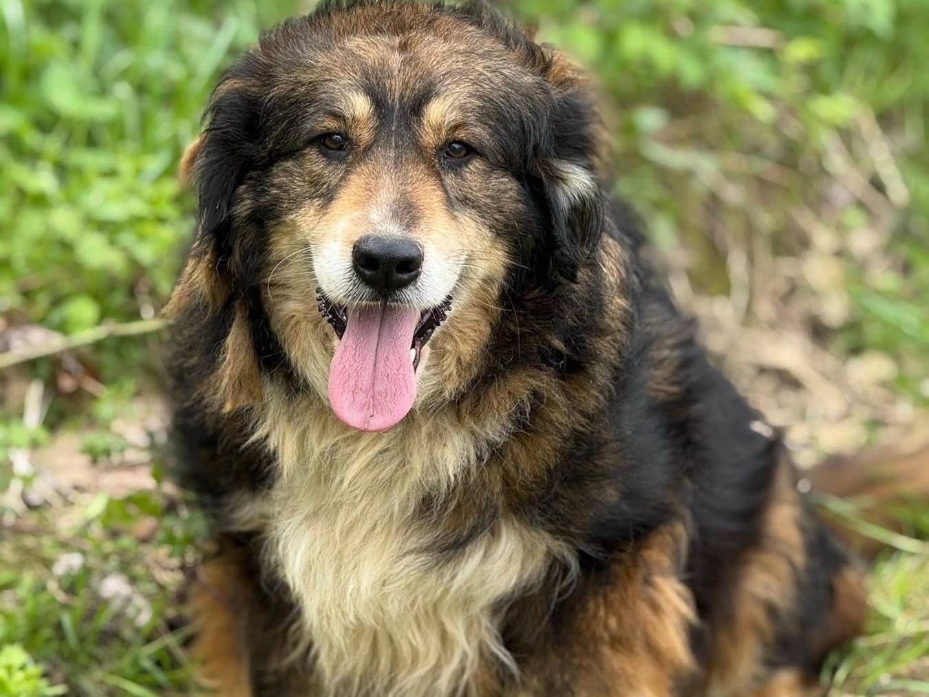 Adotta un cane, femmina, 4 anni, Firenze