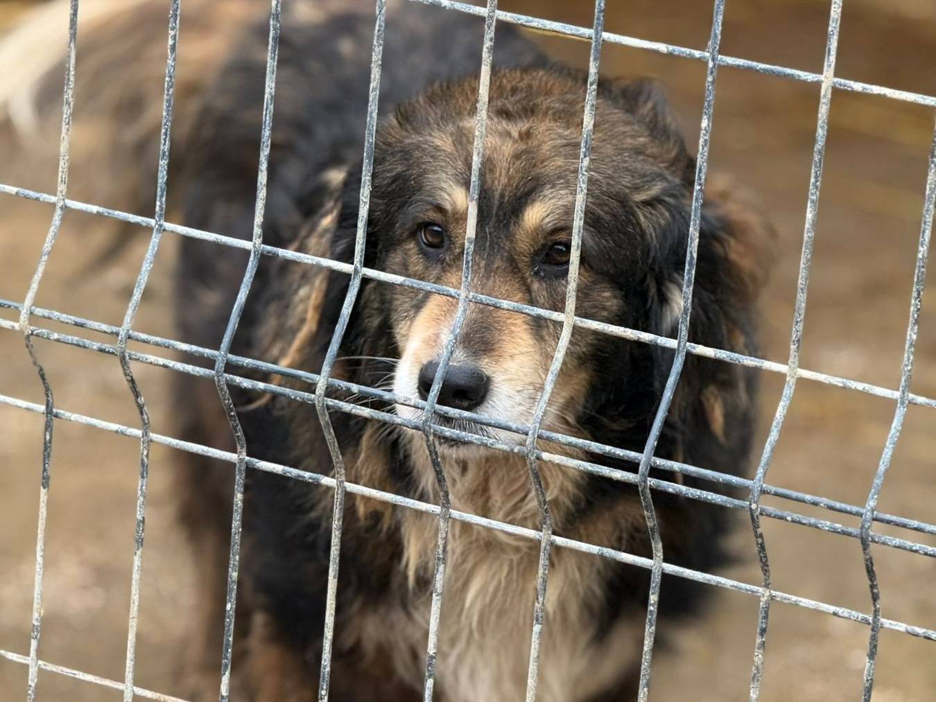 Adotta un cane, taglia media, femmina, Firenze