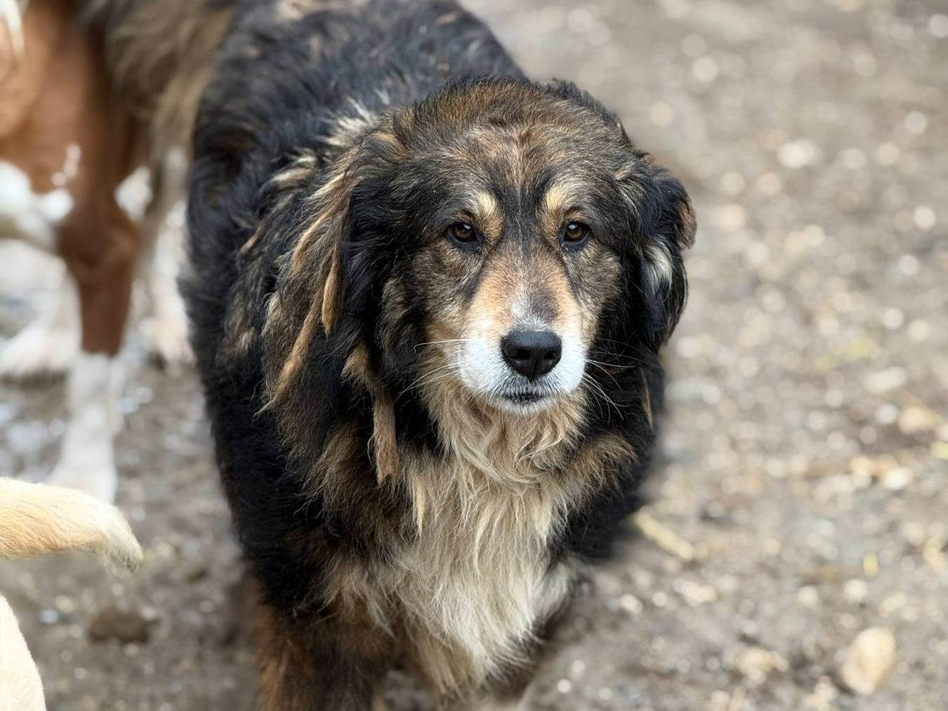 Vuoi adottare un cane a Firenze?