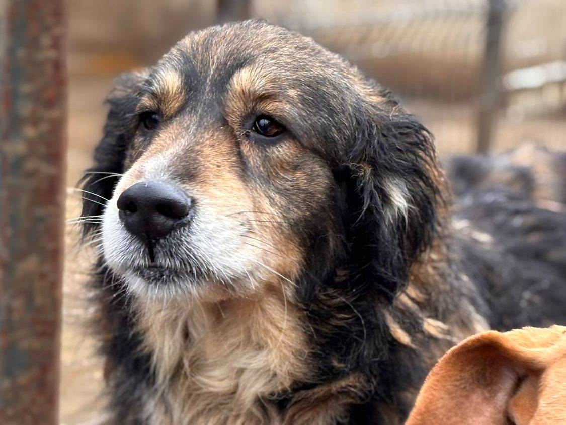 Adotta il cane FAITH a Firenze