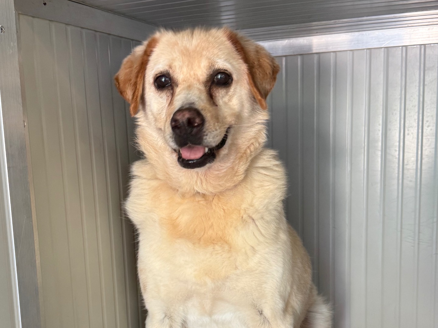 Adozione cane, femmina, Razza sconosciuta Razza sconosciuta, 11 anni e 2 mesi, taglia media, Milano