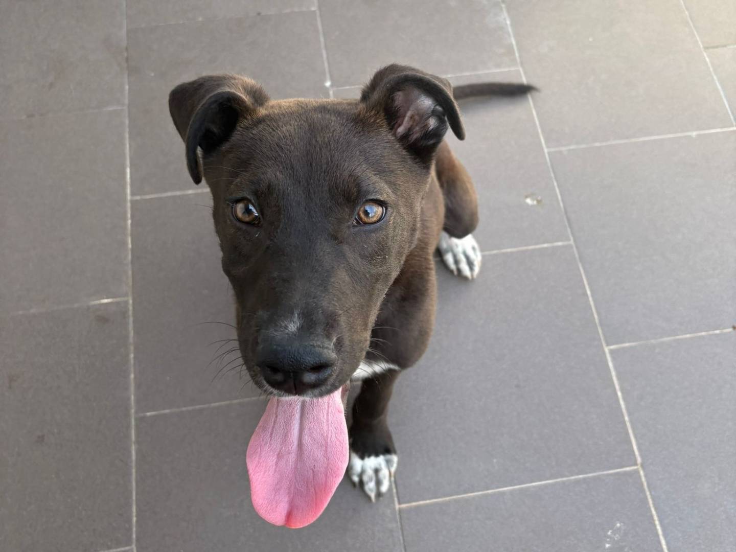 Adotta un cane, maschio, 5 mesi, Caserta