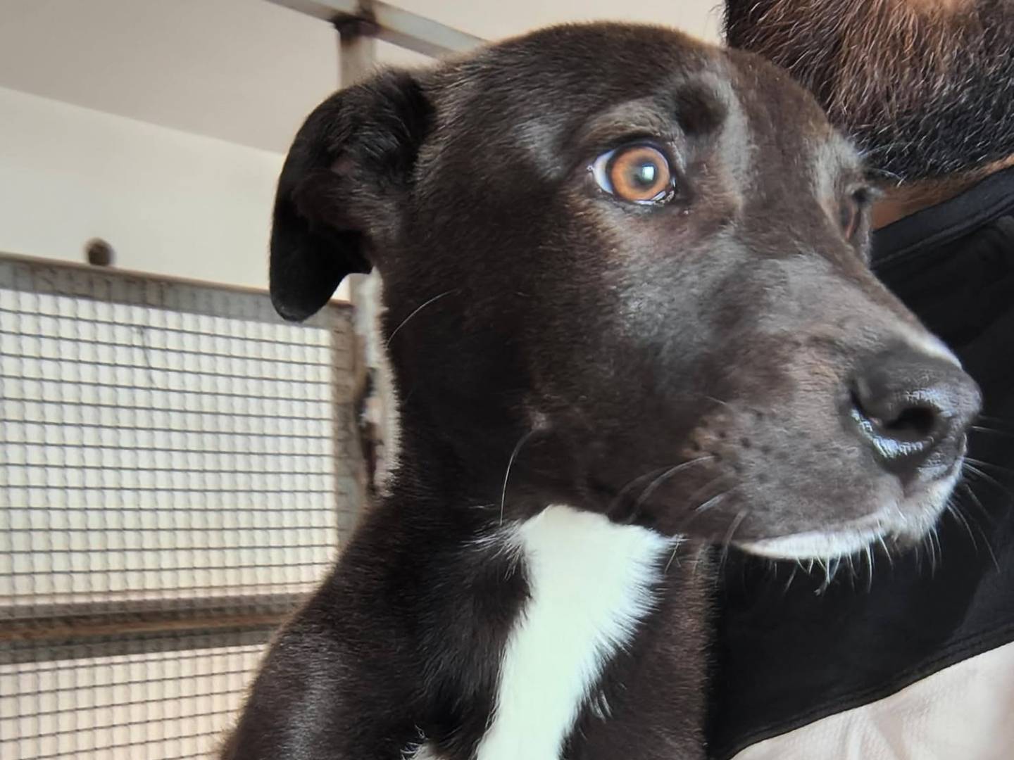 Adotta un cane, taglia media, maschio, Caserta