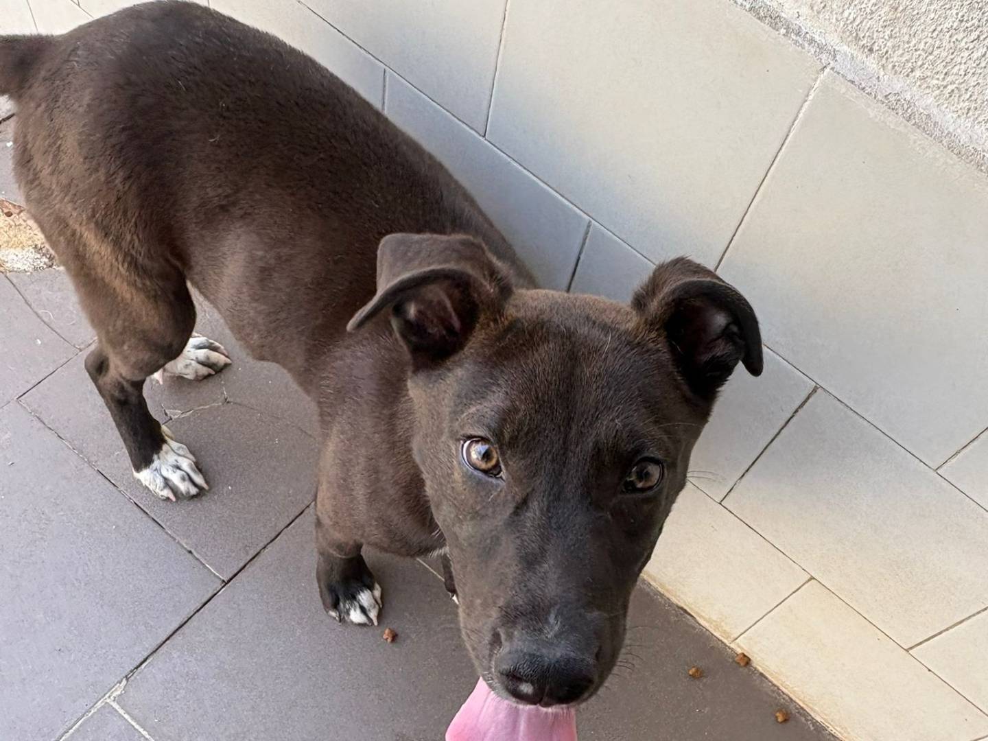 Vuoi adottare un cane a Caserta?