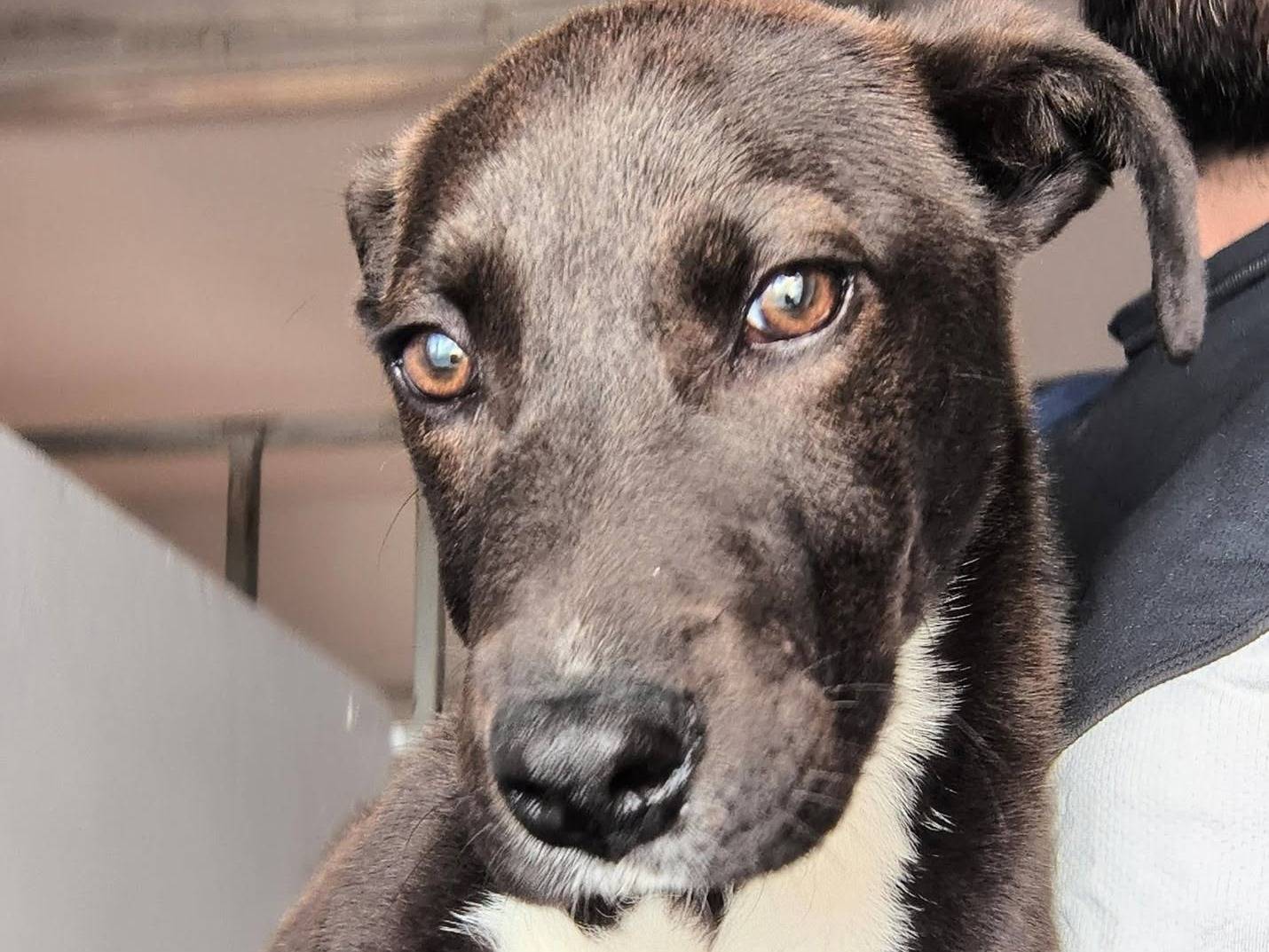 Adozione cane, maschio, Razza sconosciuta Razza sconosciuta, 5 mesi, taglia media, Caserta