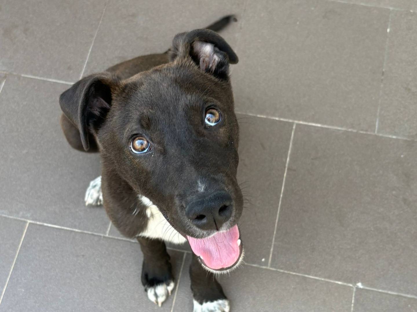 Adotta il cane BRIE a Caserta