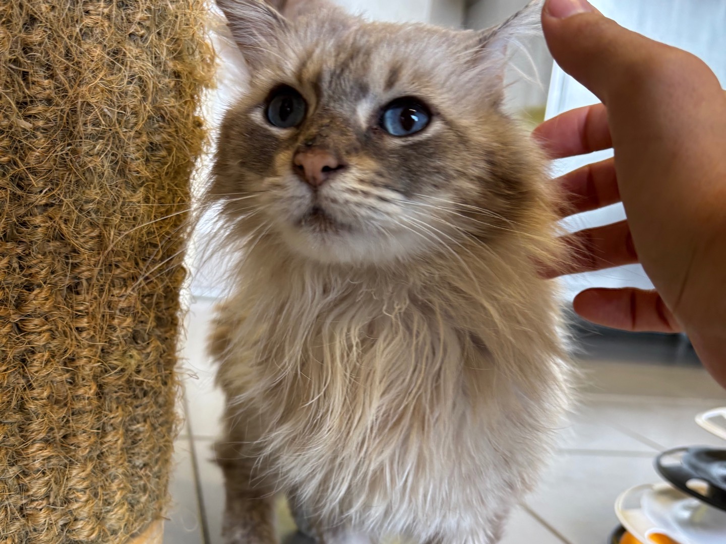 Adozione gatto, maschio, Razza sconosciuta Razza sconosciuta, 6 anni e 2 mesi, taglia non valida, Brescia