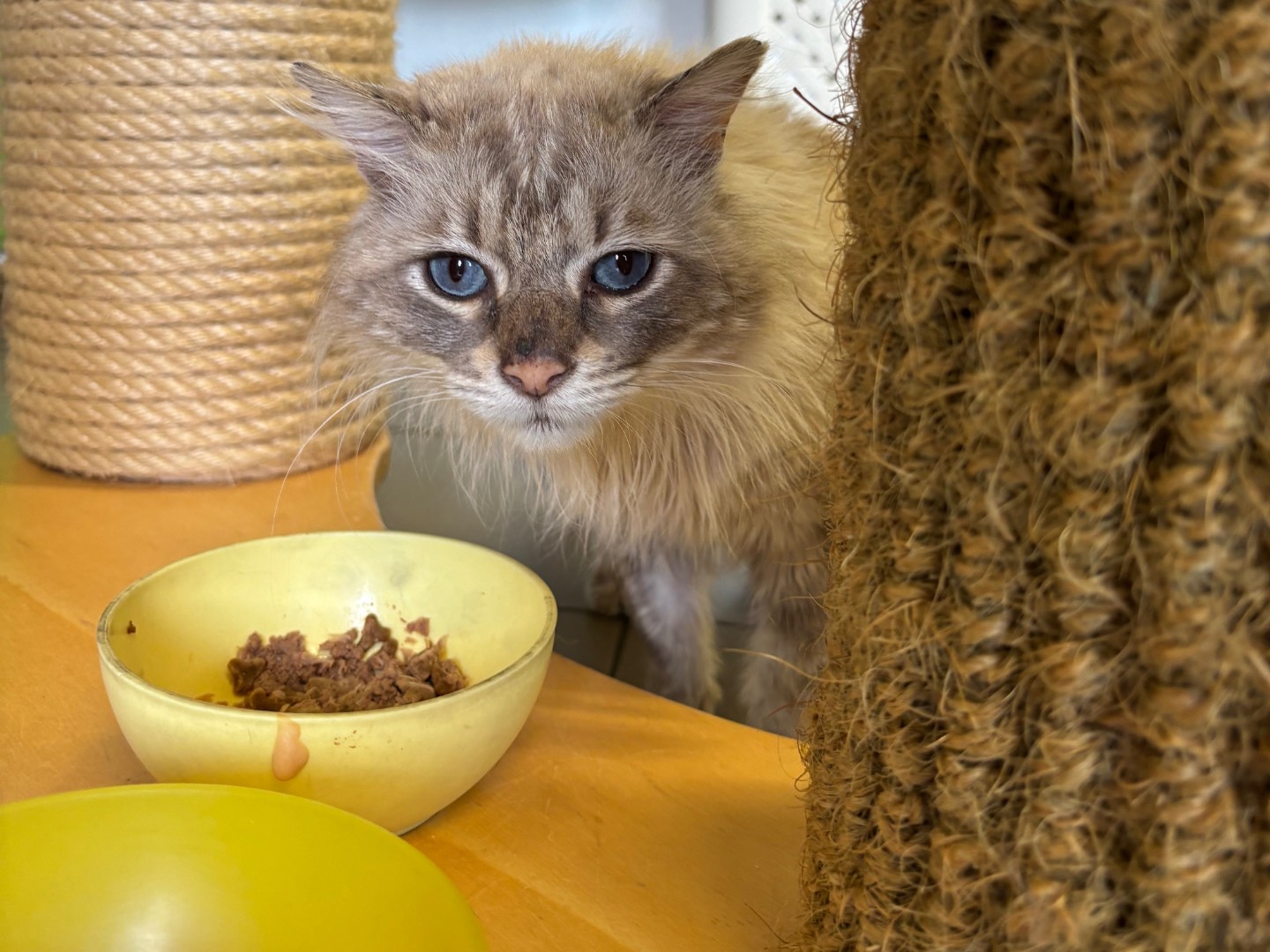 Adotta un gatto, maschio, 6 anni e 2 mesi, Brescia