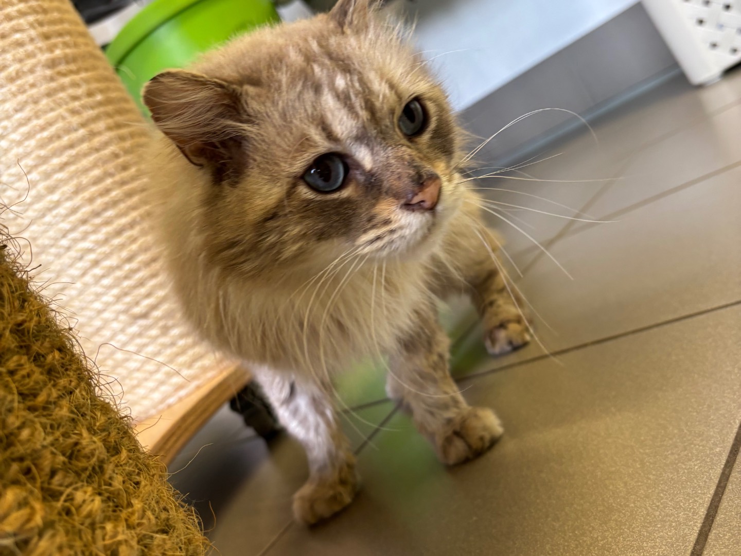 Adotta un gatto, taglia non valida, maschio, Brescia