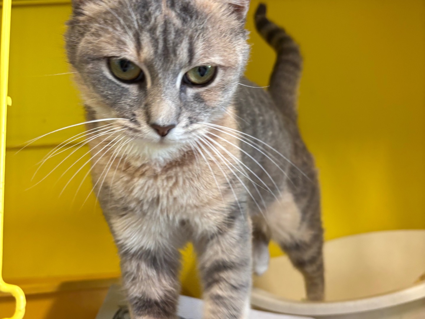 Adotta un gatto, femmina, 1 anno e 3 mesi, Brescia