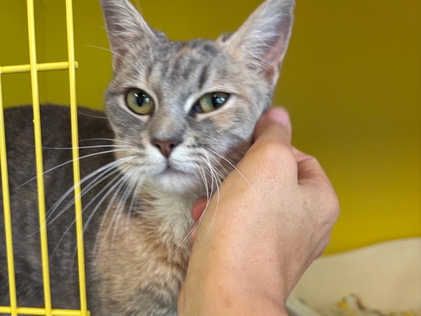 Adotta un gatto, taglia non valida, femmina, Brescia