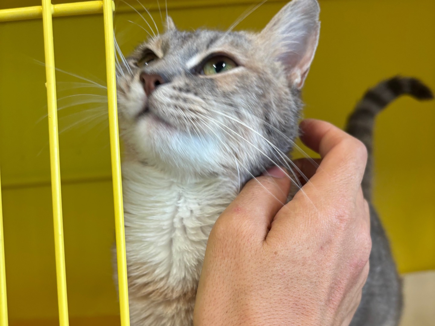 Vuoi adottare un gatto a Brescia?