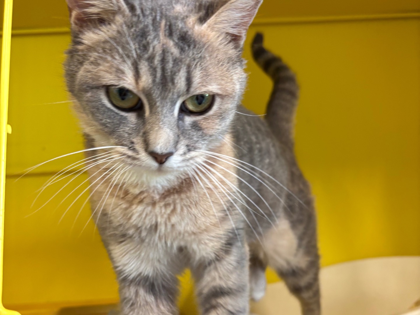Adozione gatto, femmina, Razza sconosciuta Razza sconosciuta, 1 anno e 3 mesi, taglia non valida, Brescia