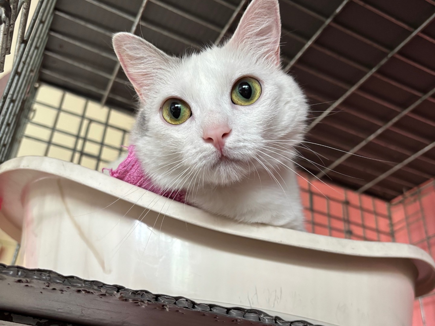 Adozione gatto, femmina, Razza sconosciuta Razza sconosciuta, 3 anni e 10 mesi, taglia non valida, Brescia