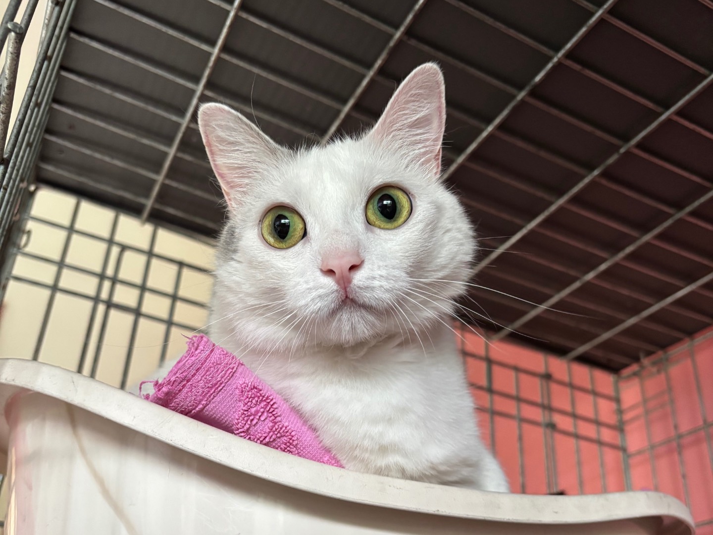 Adotta un gatto, femmina, 3 anni e 10 mesi, Brescia