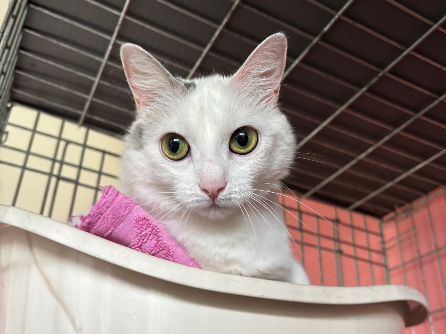 Adotta un gatto, taglia non valida, femmina, Brescia