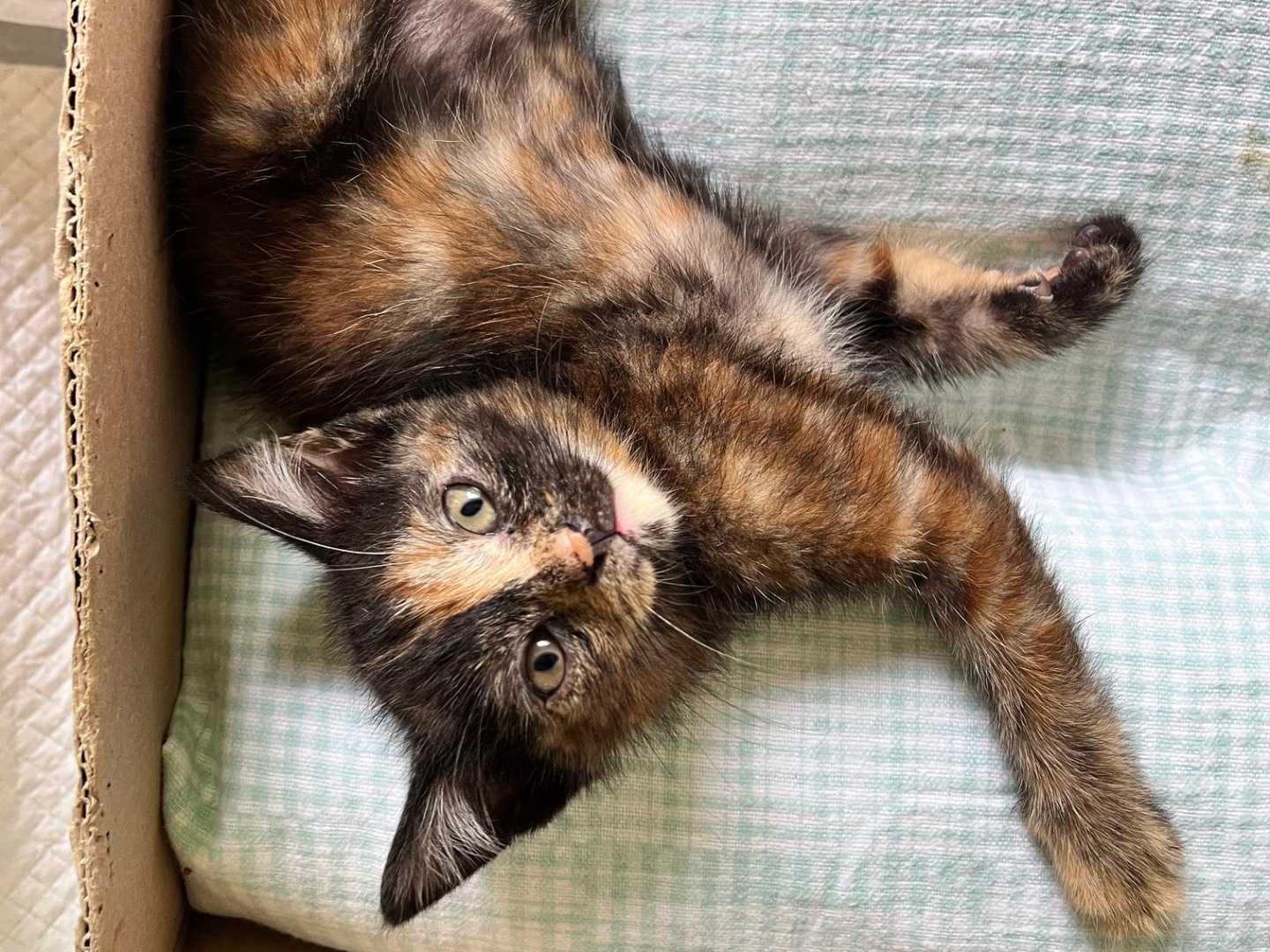 Adozione gatto, femmina, Razza sconosciuta Razza sconosciuta, 2 mesi, taglia non valida, Padova