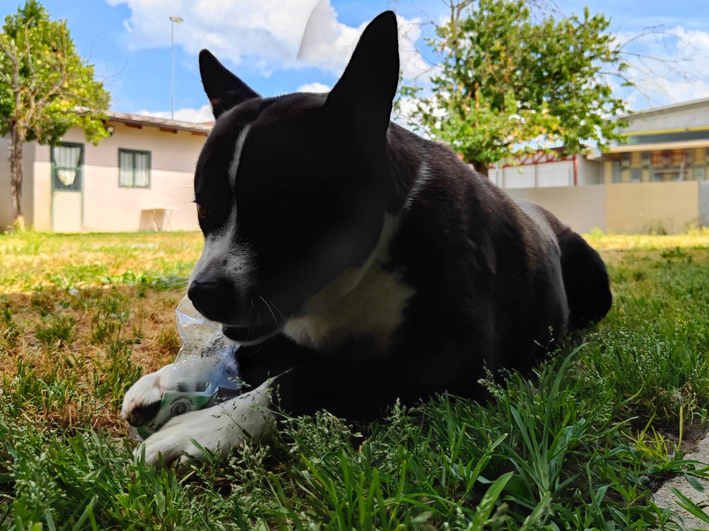 Adotta il cane Sally a Cuneo