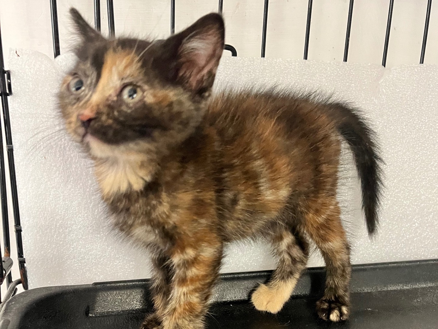 Adotta un gatto, femmina, 2 mesi, Padova