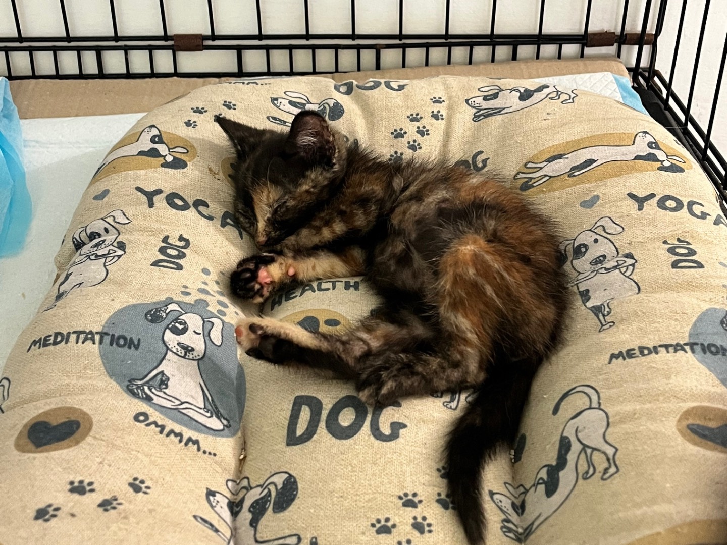 Adotta un gatto, taglia non valida, femmina, Padova
