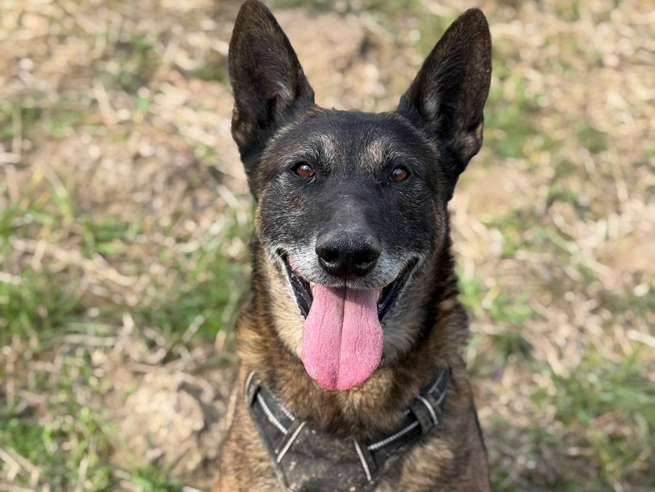 Adozione cane, maschio, Pastore Belga Malinois Razza sconosciuta, 6 anni e 9 mesi, taglia grande, Firenze