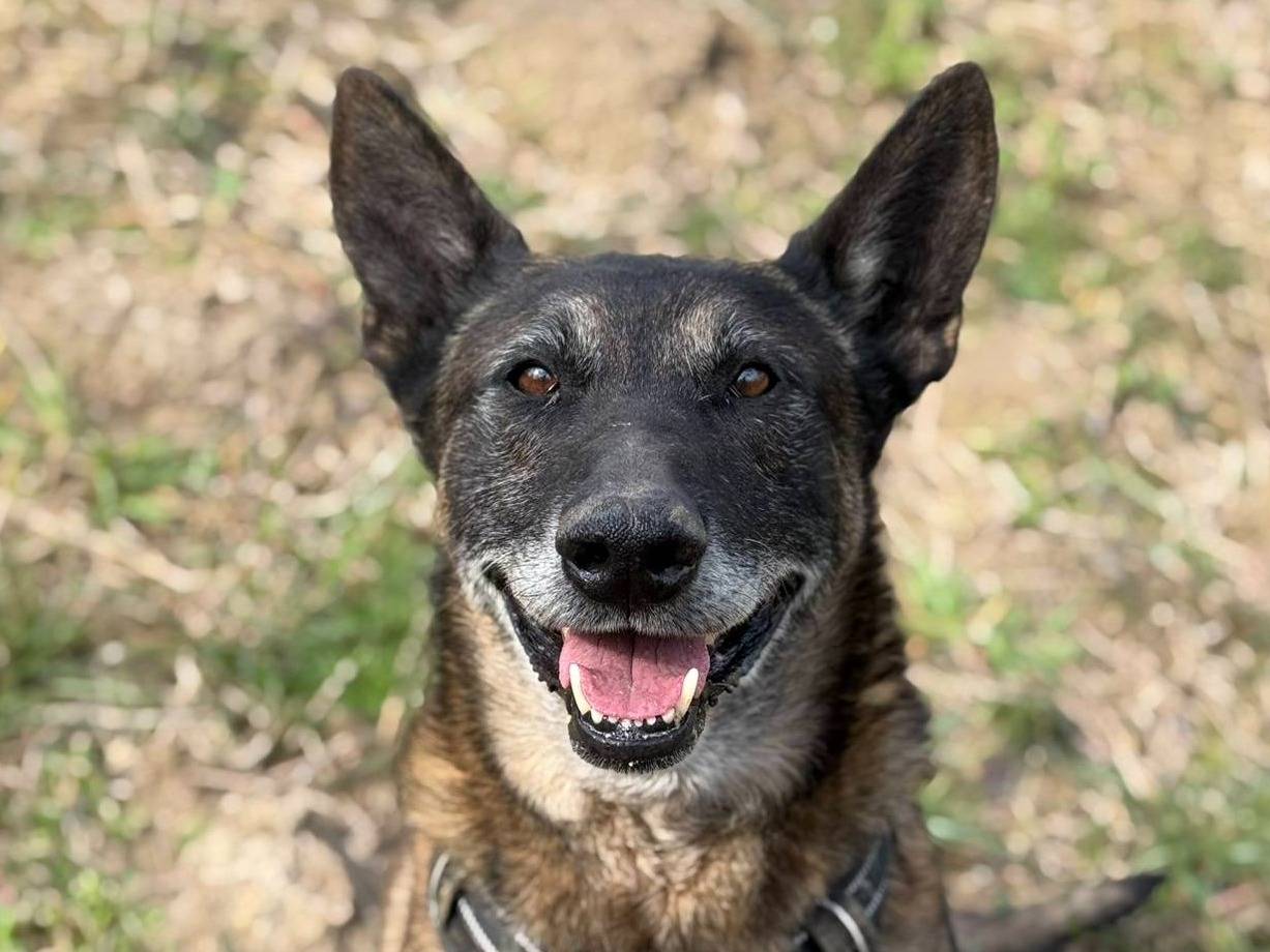 Adotta un cane, maschio, 6 anni e 9 mesi, Firenze