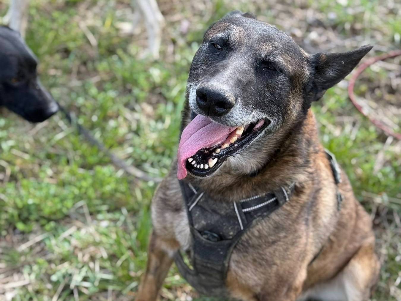 Adotta un cane, taglia grande, maschio, Firenze