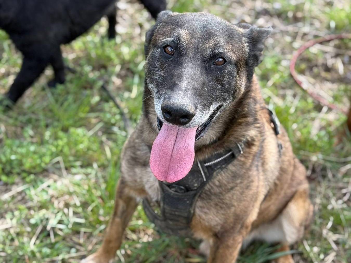Vuoi adottare un cane a Firenze?
