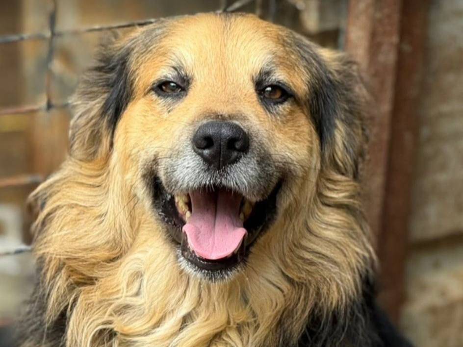 Adotta un cane, maschio, 3 anni e 1 mese, Firenze