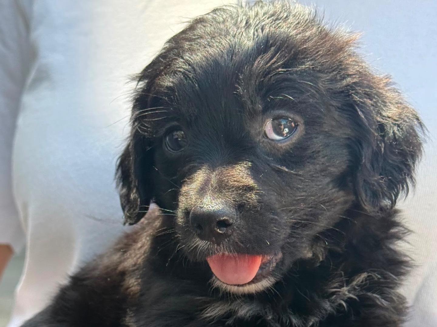 Adozione cane, femmina, Razza sconosciuta Razza sconosciuta, 2 mesi, taglia media contenuta, Vibo