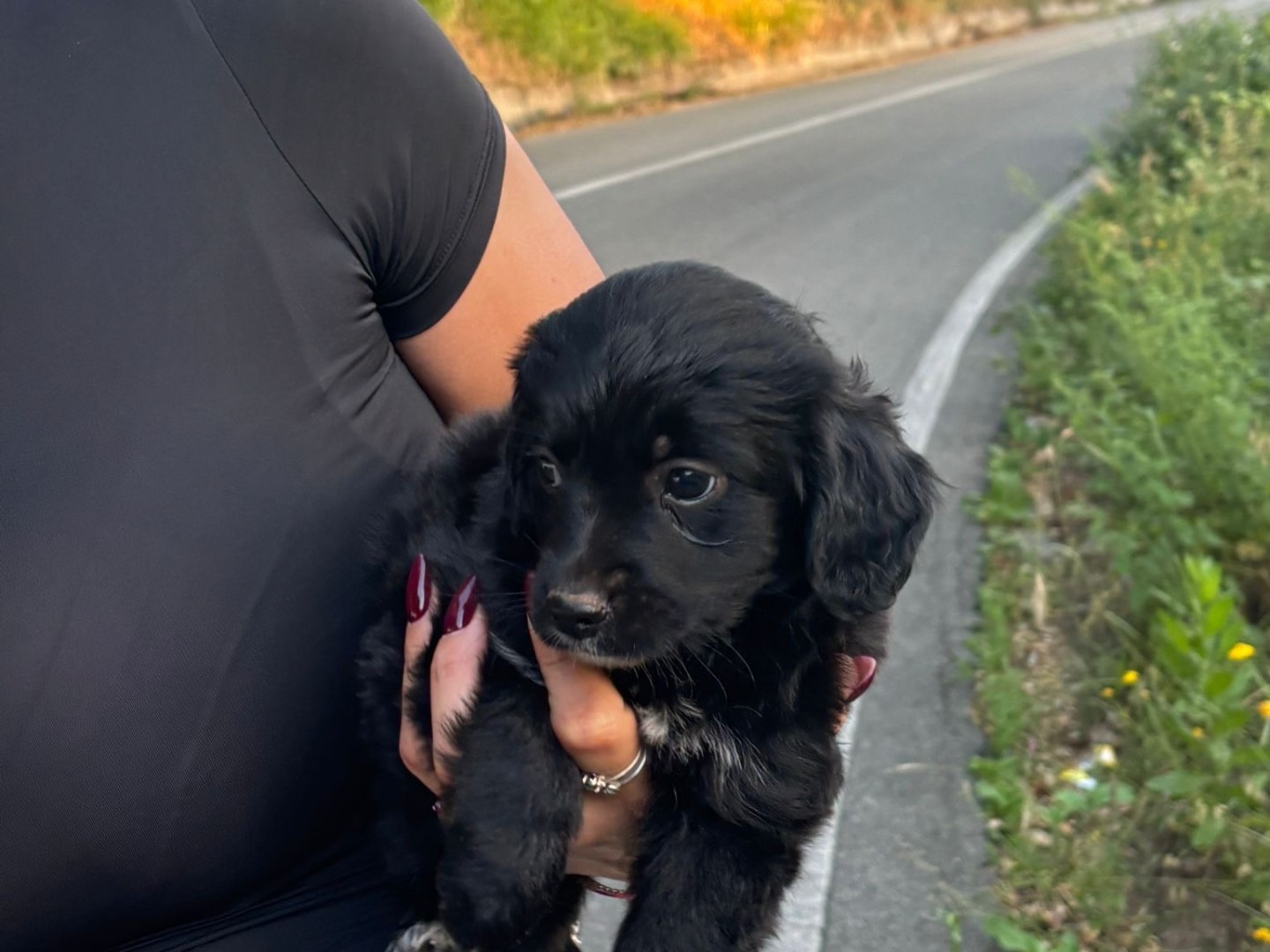 Adotta un cane, femmina, 2 mesi, Vibo