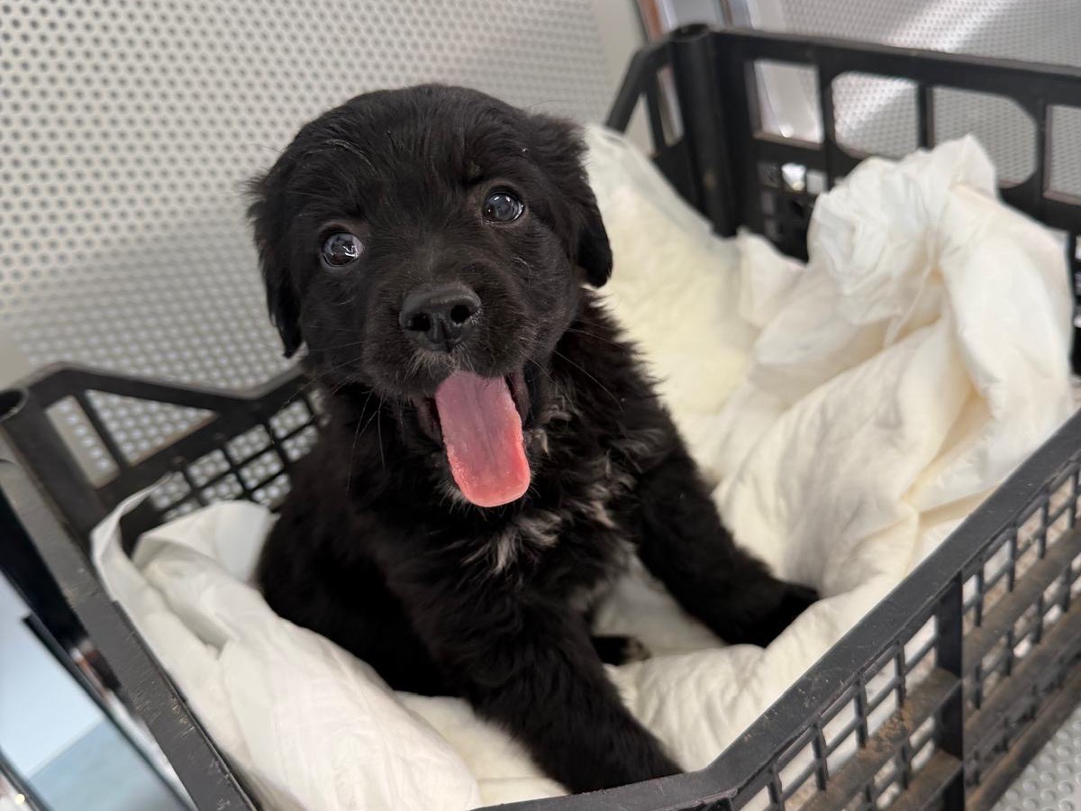 Adotta un cane, taglia media contenuta, femmina, Vibo