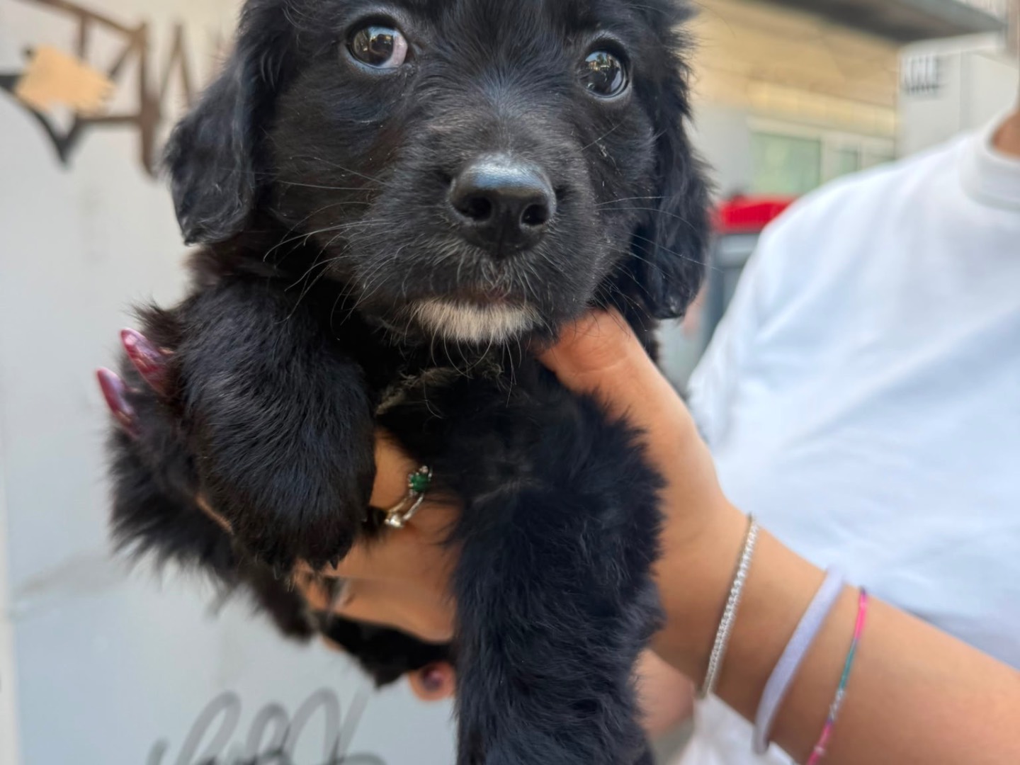 Vuoi adottare un cane a Vibo?