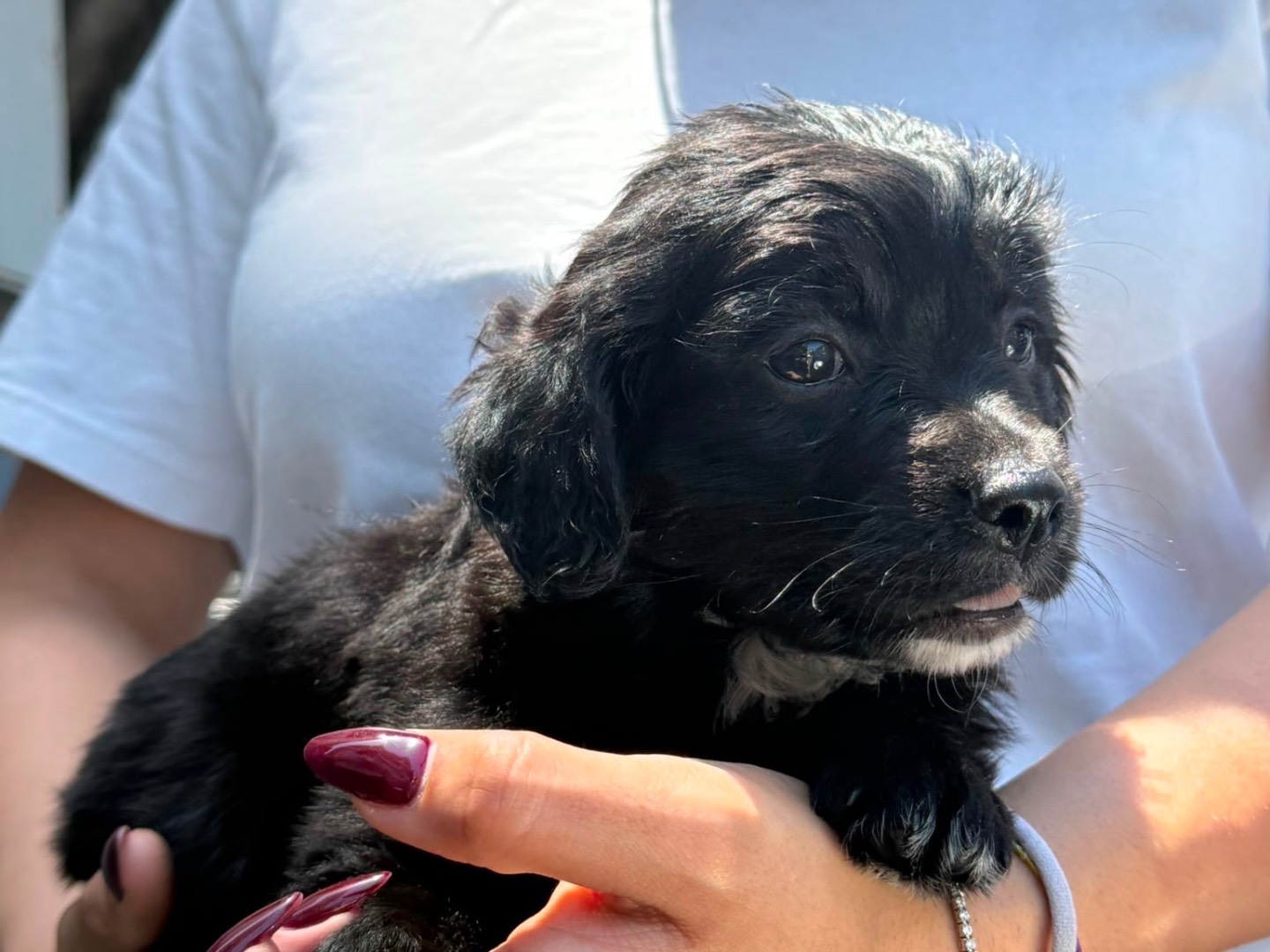 Adotta il cane Leia a Vibo