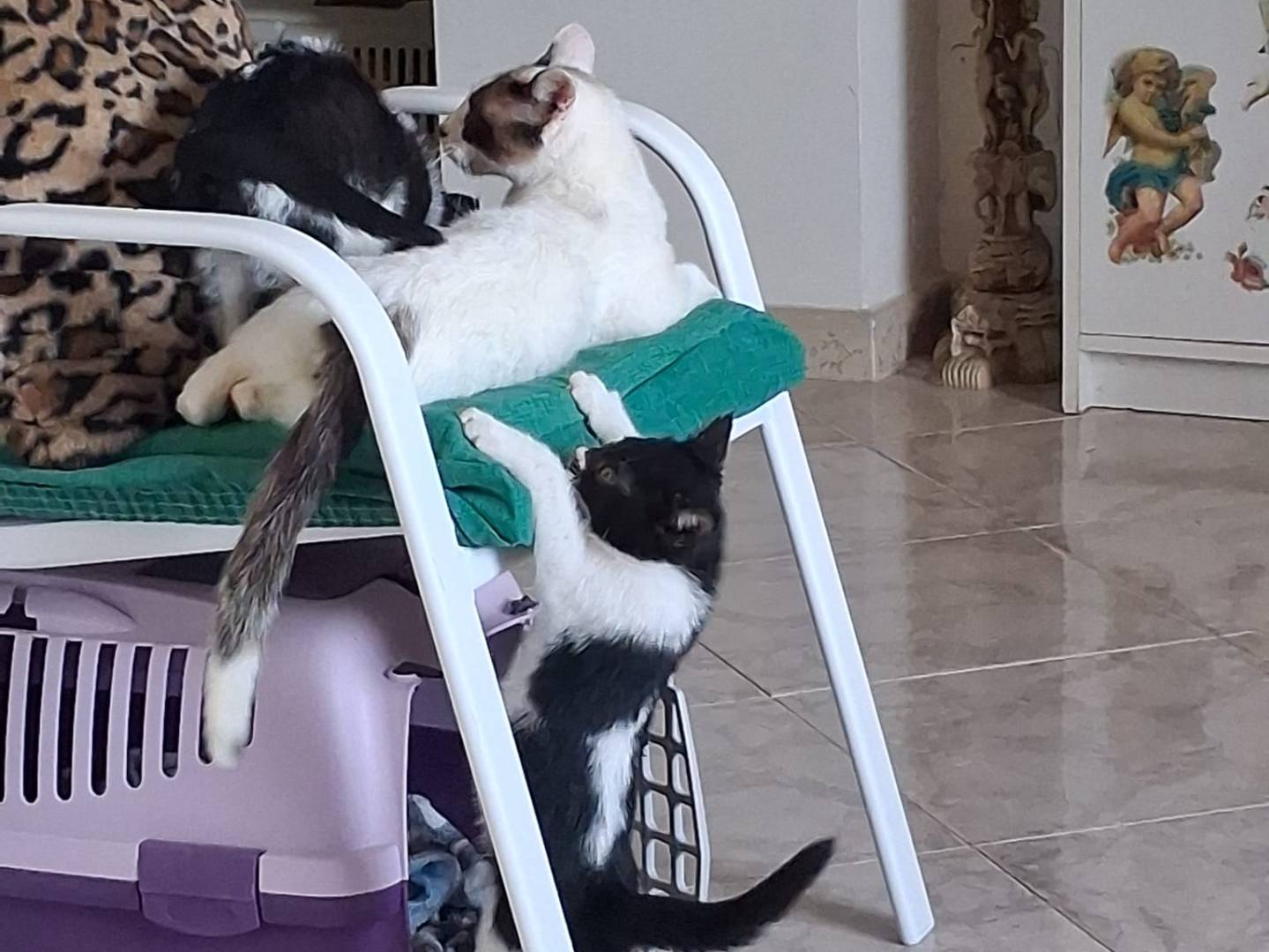 Adozione gatto, femmina, Razza sconosciuta Razza sconosciuta, 3 mesi, taglia non valida, Napoli