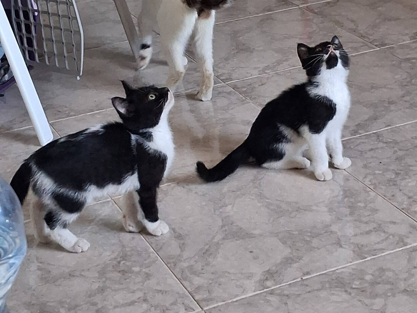 Adotta un gatto, taglia non valida, femmina, Napoli