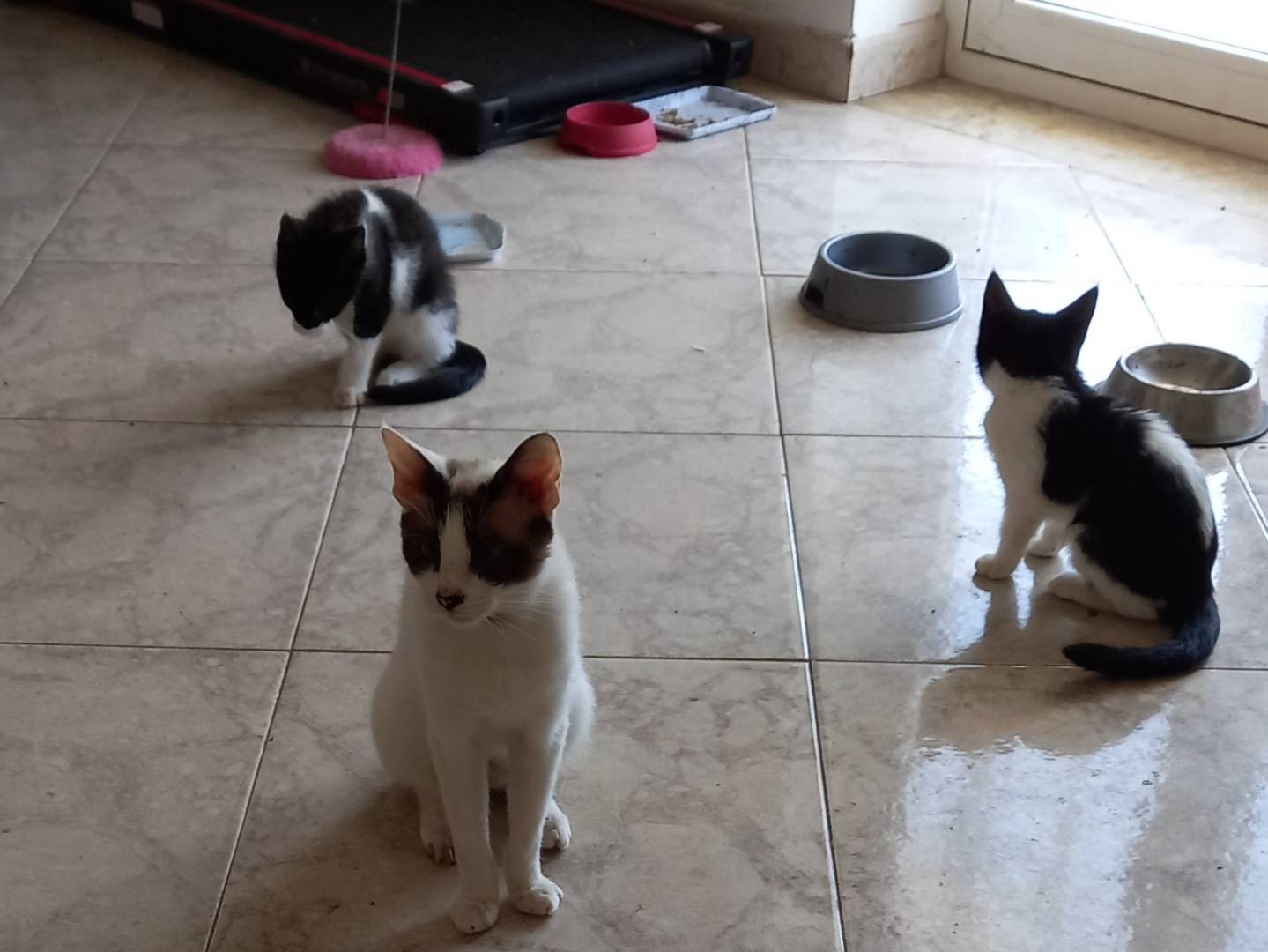 Vuoi adottare un gatto a Napoli?