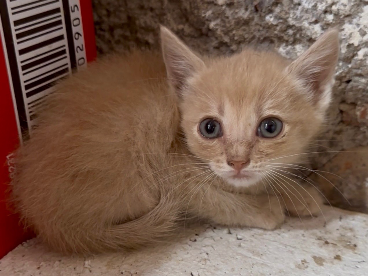 Adotta un gatto, maschio, 2 mesi, Milano